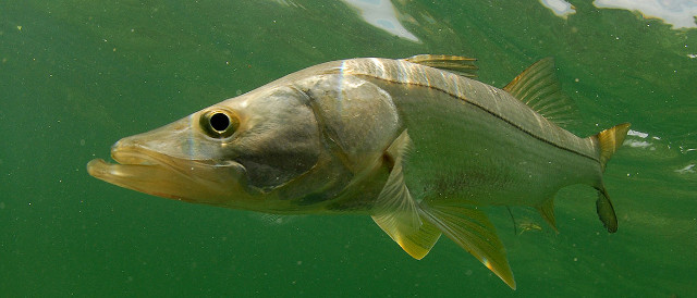 Snook fish underwater.