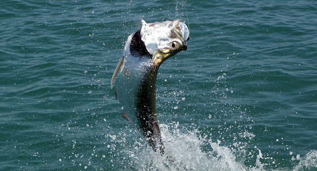 Tarpon fish jumping in water.
